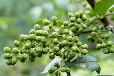 炒制重慶火鍋底料需要哪些香料？